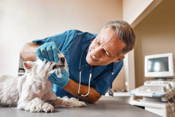 Best Walk-In Emergency Dental Services in Lincoln Rk, PA